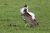 Kori Bustard